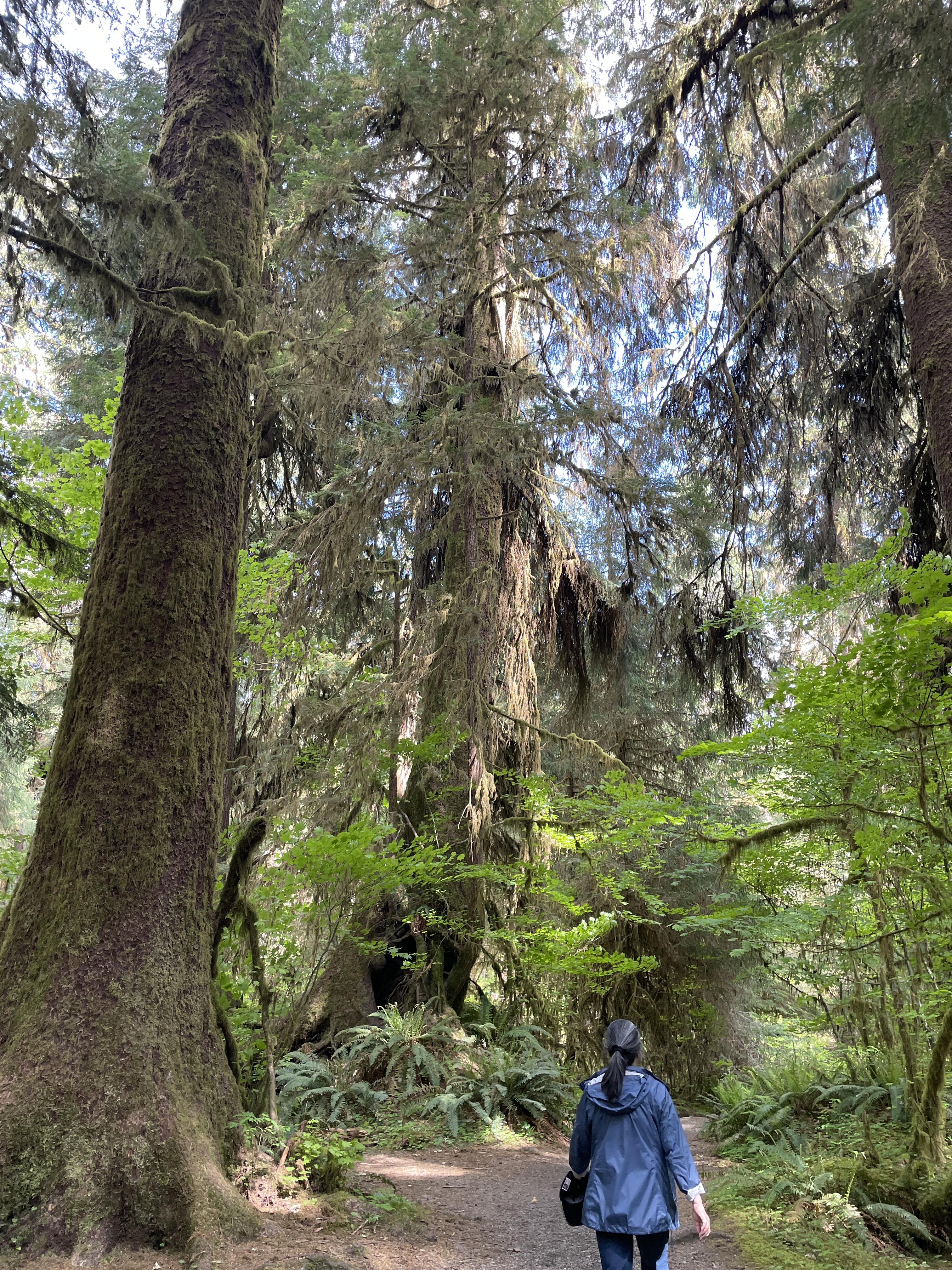 Susan walking in the hall of mosses at the Hoh Rainforest National Park